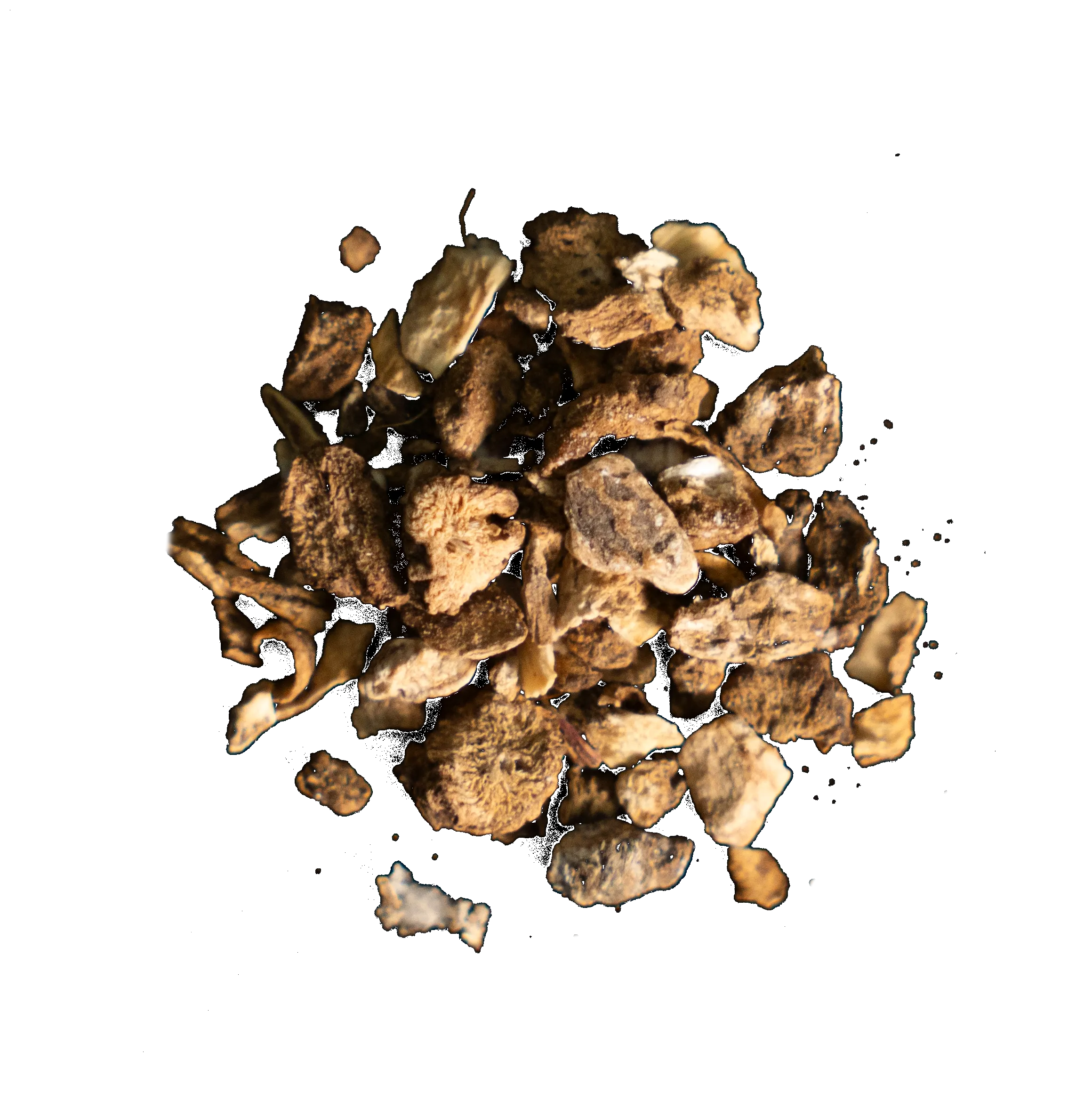 botanica-gin-angelica