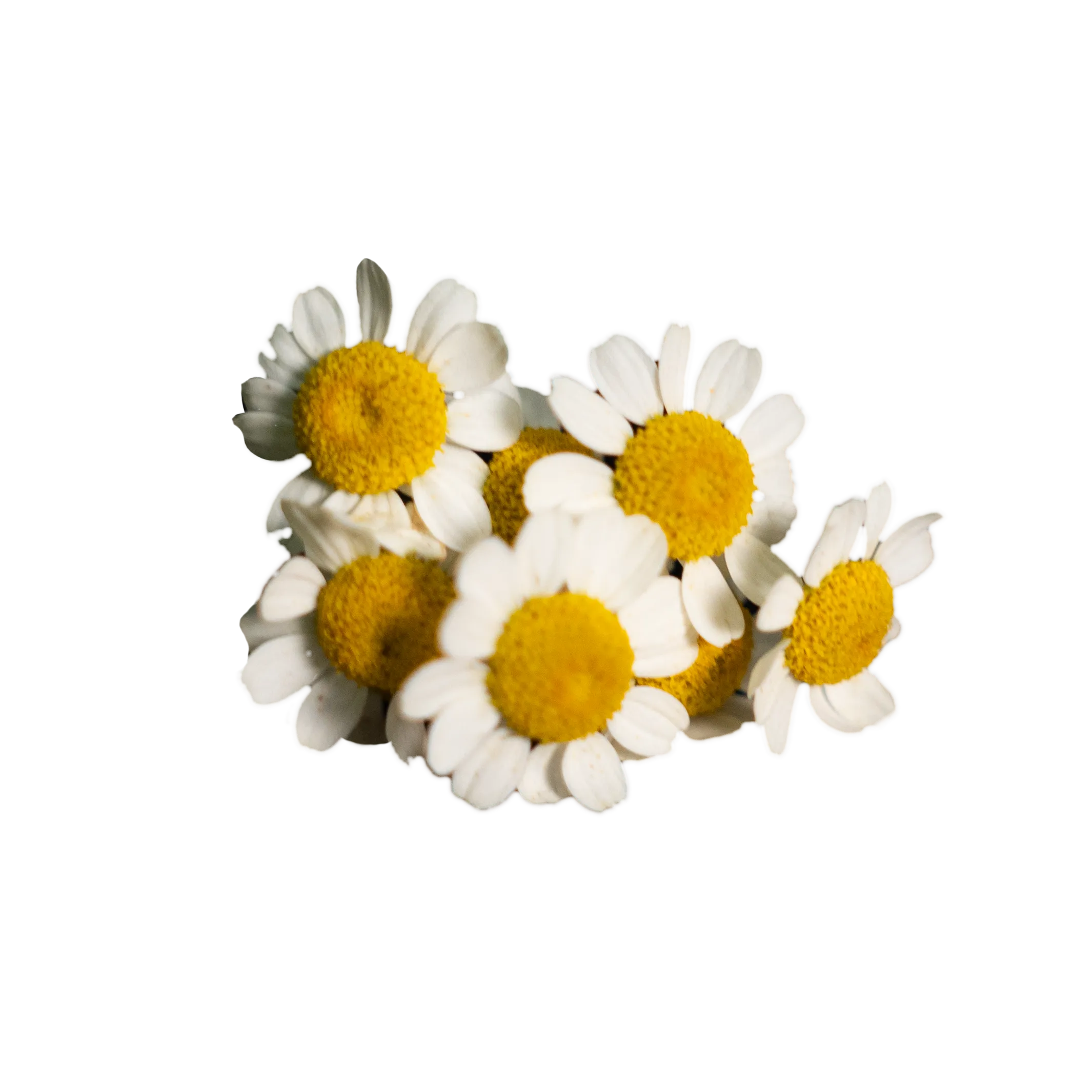 botanica-gin-anthemis