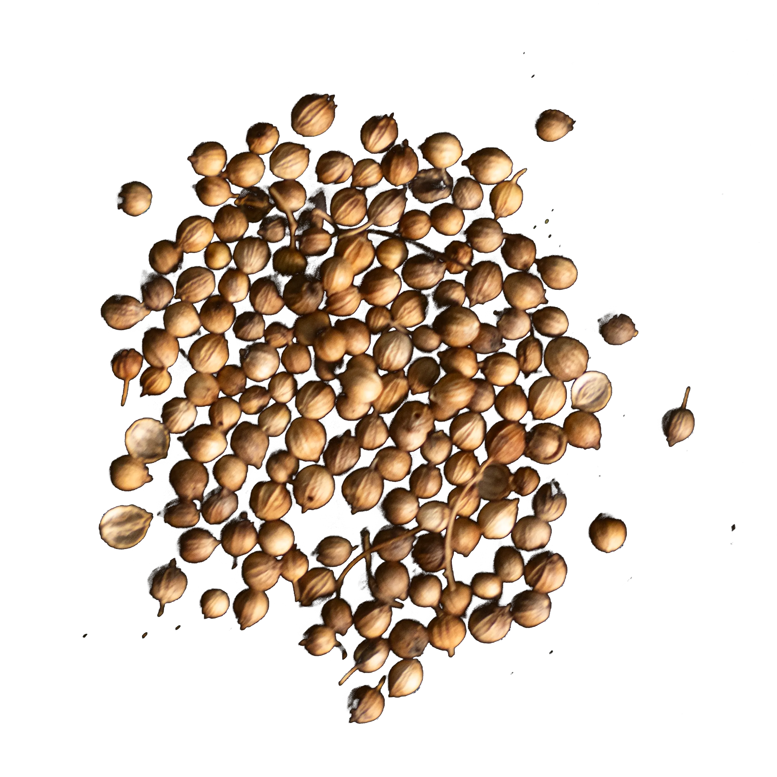 botanica-gin-coriandolo