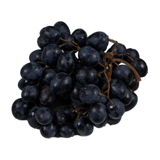 uva-aglianico-botanica-